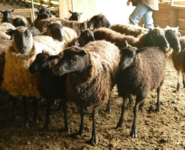 The market for the fibre from Janette Buckingham’s flock stretches throughout New Zealand and overseas, including into the lucrative Japanese market.