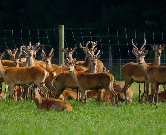 These venison finishers were photographed in early February. This season the traditional price premium is expected to return for deer processed as chilled venison in spring for the European game season trade. Photo: Phil Stewart