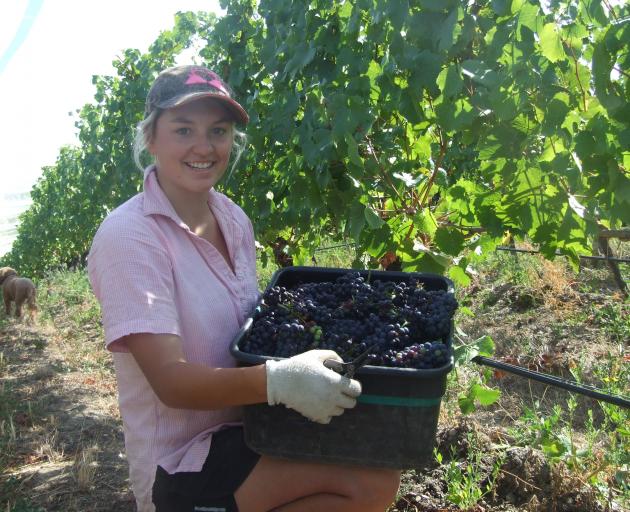 Grape picker Jodi King, of Mossburn, loads up a bucket of grapes at the Quartz Reef vineyard in...