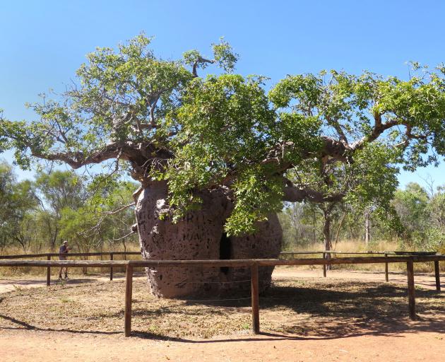 The Boab Prison Tree is over 1000 years old. The hollow tree trunk was used as a ‘‘prison cell’’...