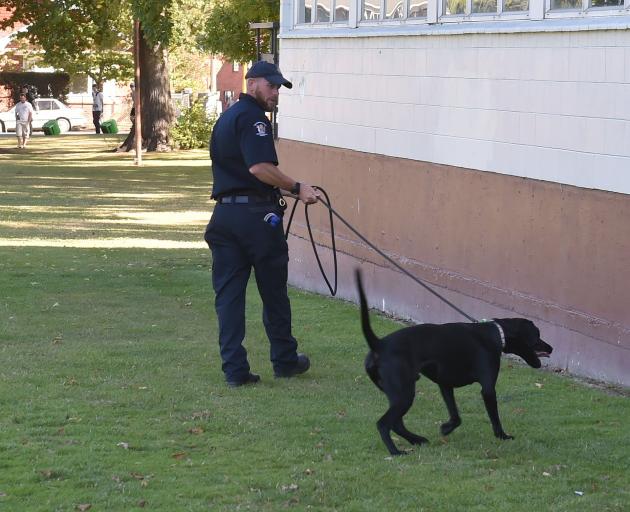 A handler and a sniffer dog inspect Dunedin’s North Ground on Thursday. PHOTO:  GREGOR RICHARDSON
