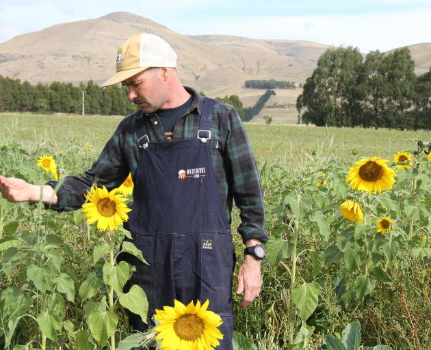 Waiwera Gorge dairy farmer Mark Anderson has sown sunflowers as part of a pasture seed recipe to grow an alternative polyculture forage.
