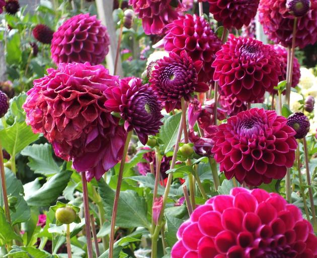 Are these dahlias "dah-lias" or "day-lias"? Photo: Gillian Vine 