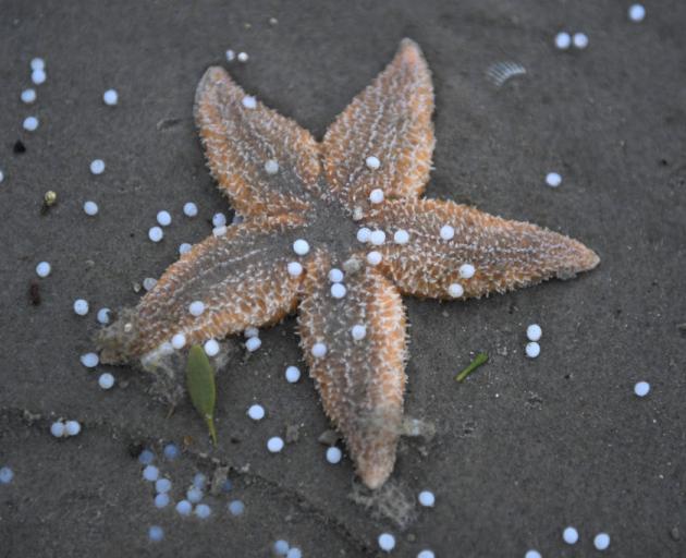 A starfish is littered with plastic pearls washed up on Netherlands beach after containers were...