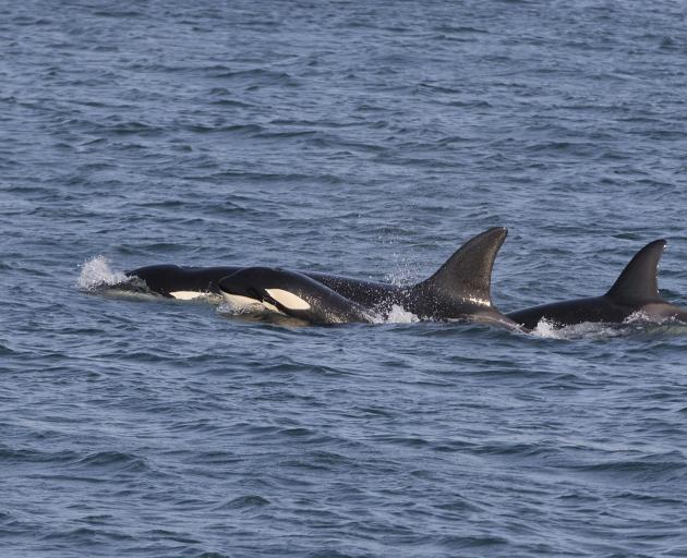 A pod of 10 to 12 orca were spotted in Otago harbour on Wednesday. Photos: Shaun Wilson