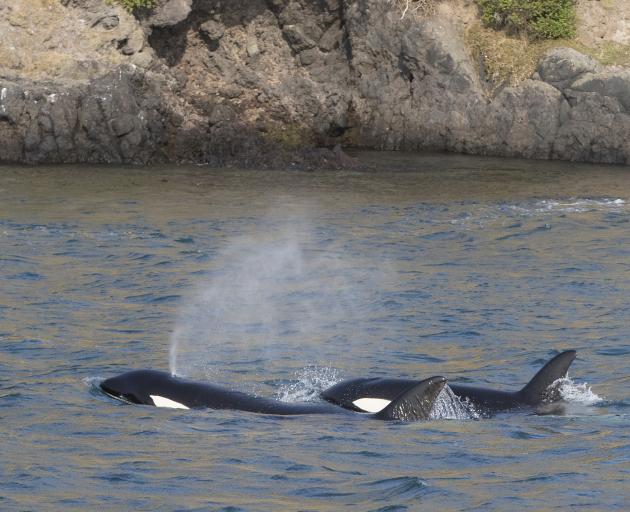 A pod of 10 to 12 orca were spotted in Otago harbour on Wednesday. Photos: Shaun Wilson