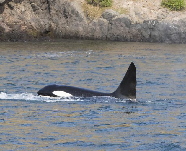 A pod of 10 to 12 orca were spotted in Otago harbour on Wednesday. Photos: Shaun Wilson