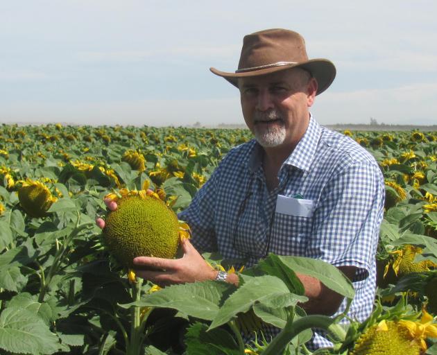 Foundation for Arable Research seed industry research centre manager Ivan Lawrie among sunflowers at the Turley Farms, Chertsey Kyle Rd property, in Mid Canterbury. Photo: Toni Williams