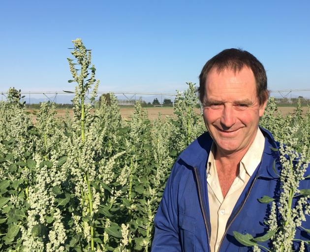 Methven grower Andrew Currie among the quinoa trial plants due for harvest in May. Photo: Toni...