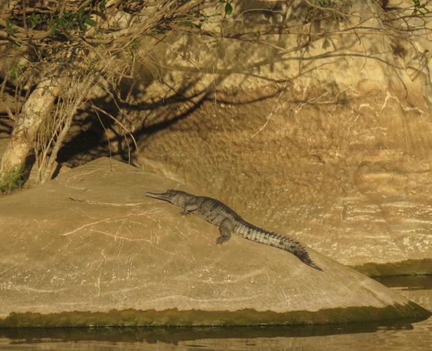 A snoozing crocodile on the banks of the Fitzroy River.