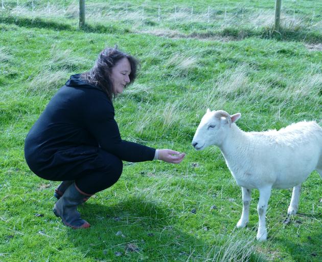 The Wiltshire breed is known for it's unusual characteristic of moulting its short wool and hair coat naturally.