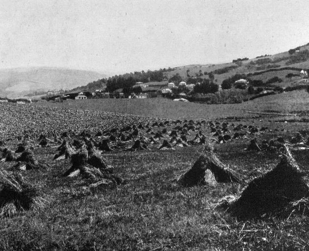 Stooked grain after harvest near Warrington, Otago. - Otago Witness, 12.3.1919.