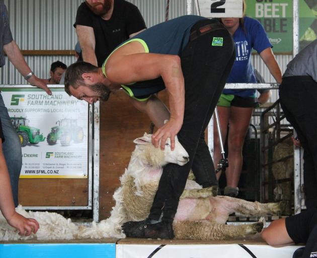 Brook Todd in action during the shearing competition at the 105th Winton A&P Show in January....