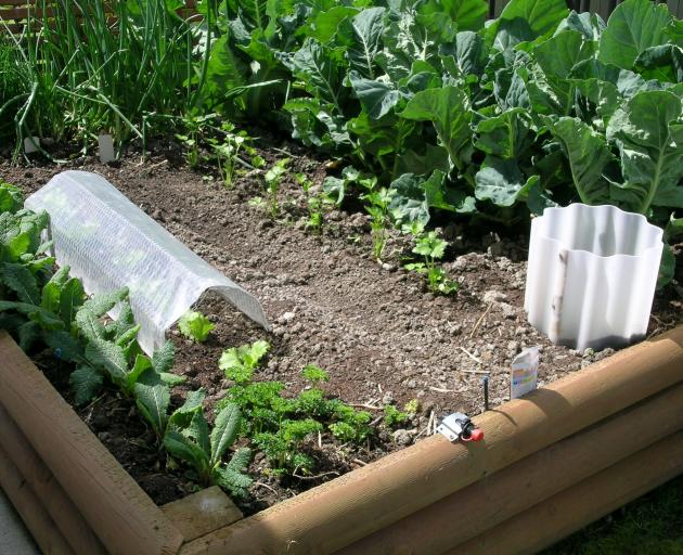 A raised bed provides better drainage and increased soil warmth. Photo: Gillian Vine 