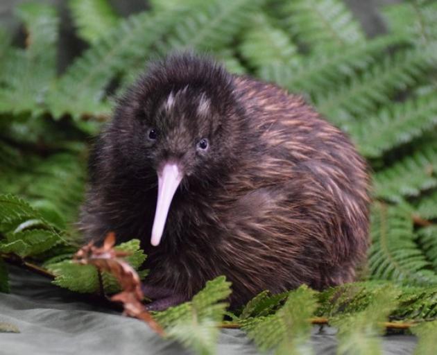 Our national icon, the kiwi, is among 4000 species considered threatened or at risk. Photo: File