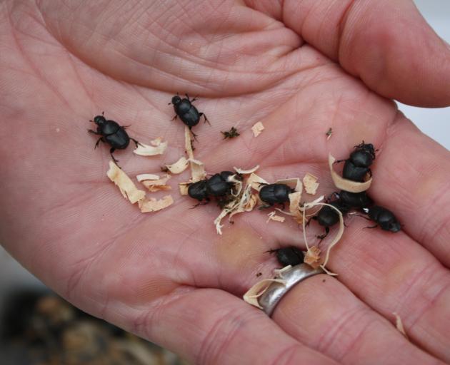 A handful of dung beetles released on a Southland dairy farm. Photo: ODT files 