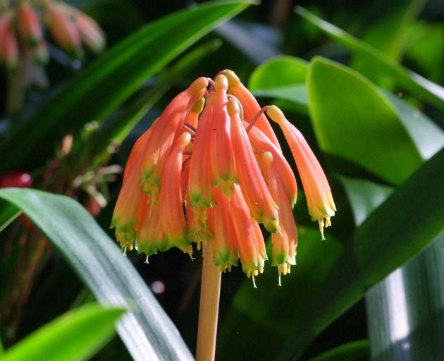 Clivias, once established, will grow in dry shade. Photos: Gillian Vine