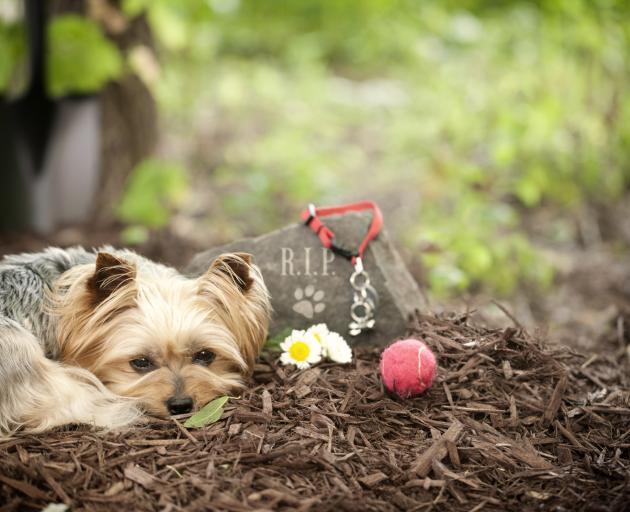 Backyard burials may suit but there are better options for your deceased pet. Photo: Getty Images