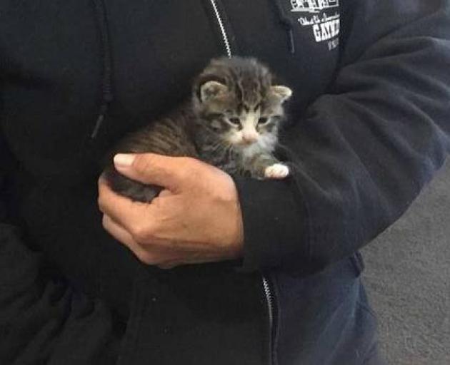 Nathan Gunn rescued this kitten from a drain at his school. Photo: Supplied