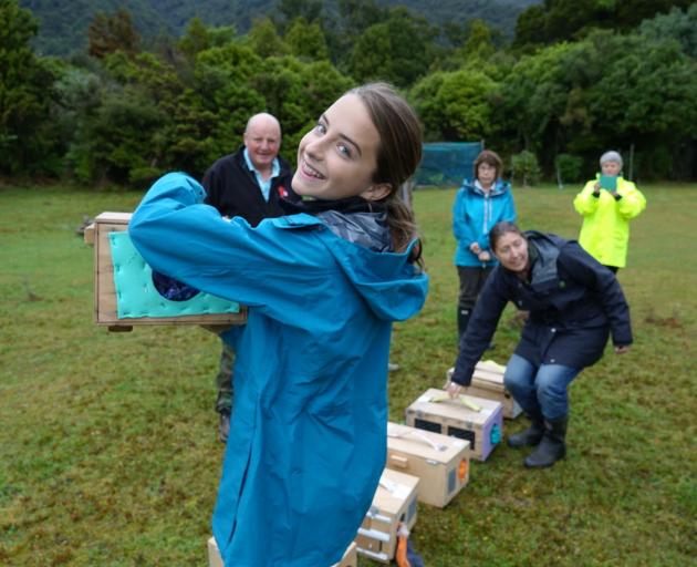 Billie Comer (13), of Queenstown, holds a box of South Island robins before they are released in...
