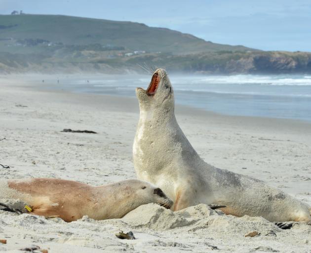 Sea lion Moana with her pup Pebble at St Clair Beach yesterday. PHOTO: STEPHEN JAQUIERY