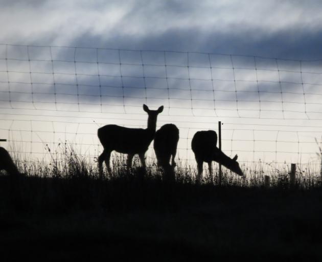Deer feed at dawn in a paddock near Alexandra recently. The cattle disease Mycoplasma bovis has meant a delay in Deer Industry New Zealand becoming a signatory to the Government Industry Agreement. Photo: Yvonne O'Hara