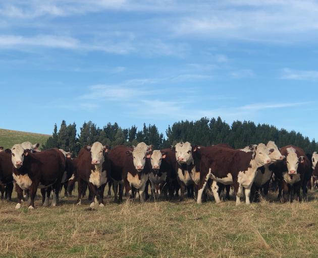 Gray and Robyn Pannett’s line of in-calf heifers won the recent 2019 West Otago In-Calf Heifer large herd competition. Photo: Pannett