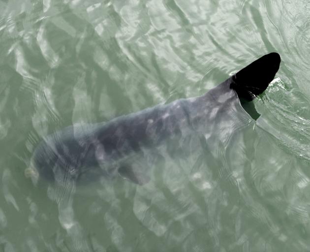 A sunfish moves through the murky waters at the Dunedin industrial harbour area yesterday. Photo: Gerard O'Brien