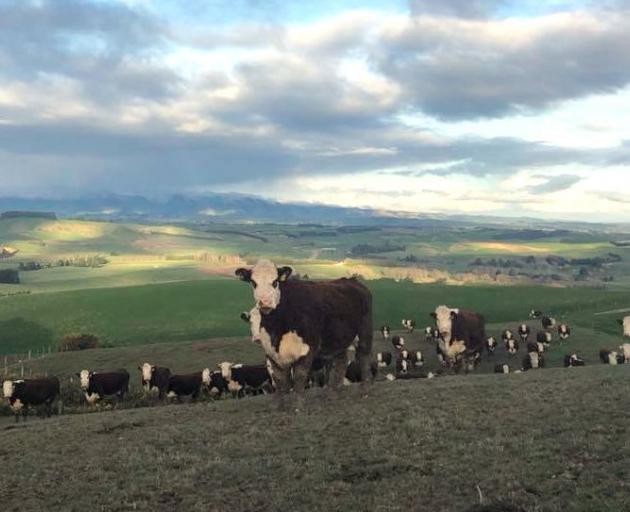 Hereford cattle at Waikaka Station. Photo: Paterson family