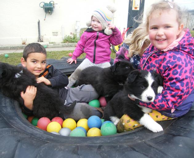 Causing a caper inside the ball pit with a trio of canines are (from left) Hemi Huddleston (2), Harriet O'Neill (2), Evie Steele (partly obscured, 2) and Maggie O'Neill (3) in Ranfurly yesterday. Photo: Adam Burns