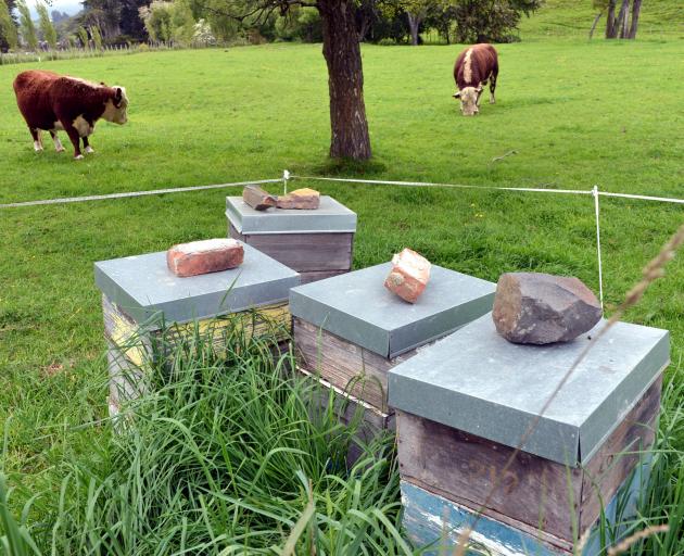 New Zealand beekeepers have been experiencing a softening in prices. Photo: Stephen Jaquiery