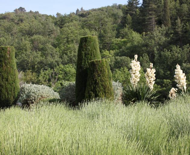 The blunt cut cypresses Nicole carefully nursed to life, now more than 30 years old. 