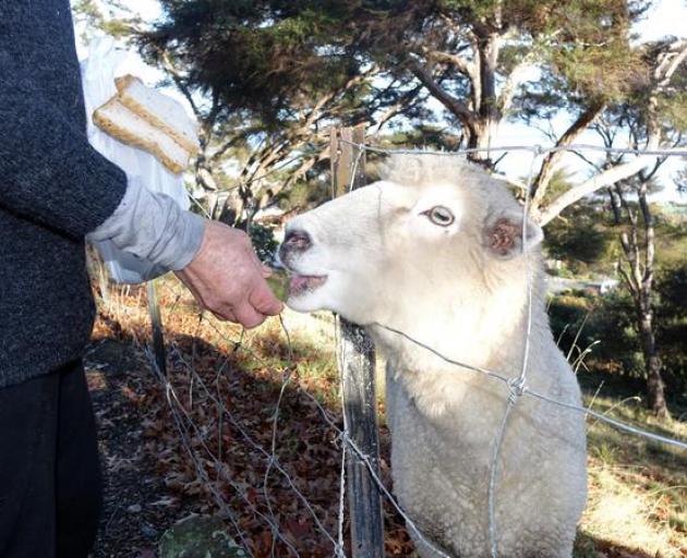 Busby eats a feijoa and a slice of bread for breakfast. Photo: RNZ