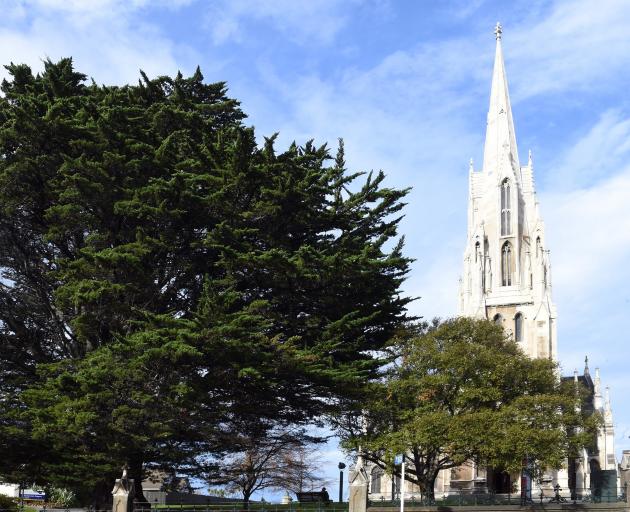 One of the handsome Monterey cypresses in the grounds of Dunedin's First Church. Photos: Gregor...
