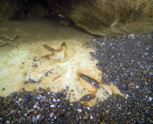 The footprints in the river. Photo: Kane Fleury