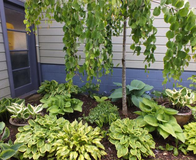Hostas are tough, reliable plants for damp shade. Photos: Gillian Vine