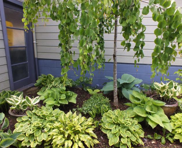 Hostas are tough, reliable plants for damp shade. Photos: Gillian Vine 