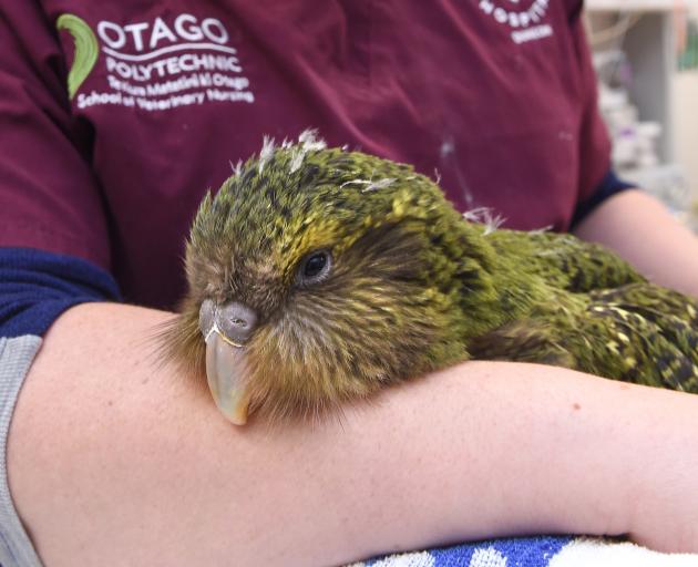 Following recent leg surgery Queenie 3A rests in the arms of a vet nurse at the Dunedin Wildlife...