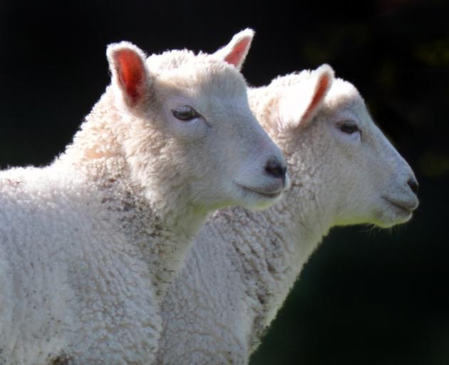 Lower lamb kills and lower average weights have been reported for this time of year. Photo:...