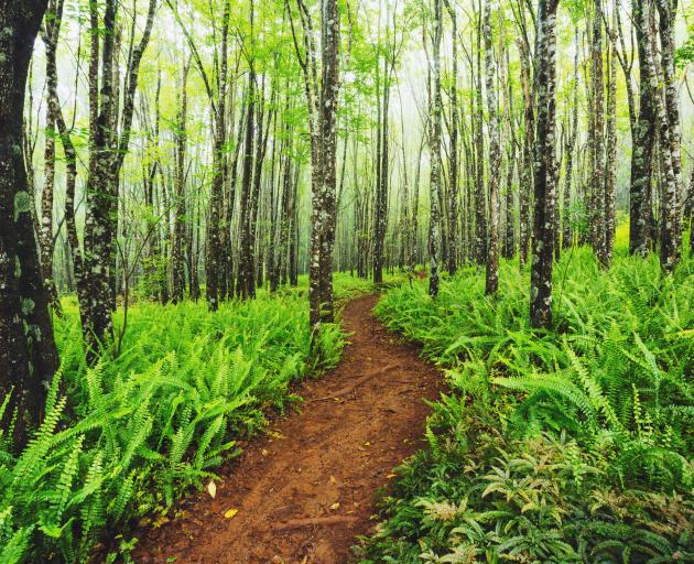 Trail through beautiful ash trees and native ferns in the Makawao Forest Reserve, Hawaii. Photo: Getty Images