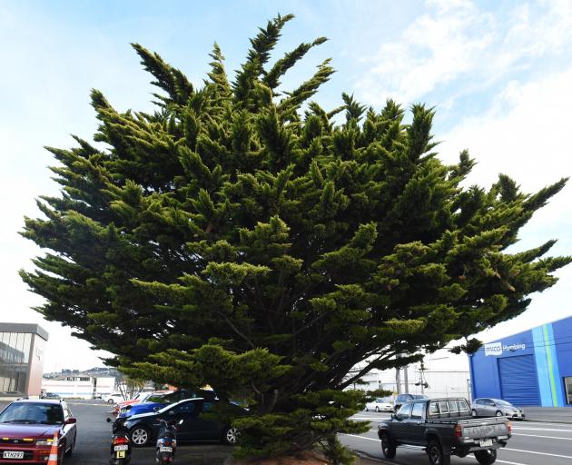This is one of the "golden" varieties of Monterey cypress growing beside the Foodstuffs car park...