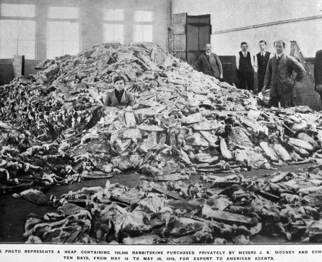 This heap of 150,000 rabbitskins was bought privately by Messrs J. K. Mooney and Company in 10...