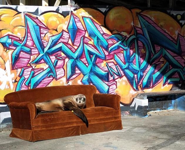 A sea lion reclines in style at Kakanui at the weekend. PHOTO: HOLLY BAYLIS
