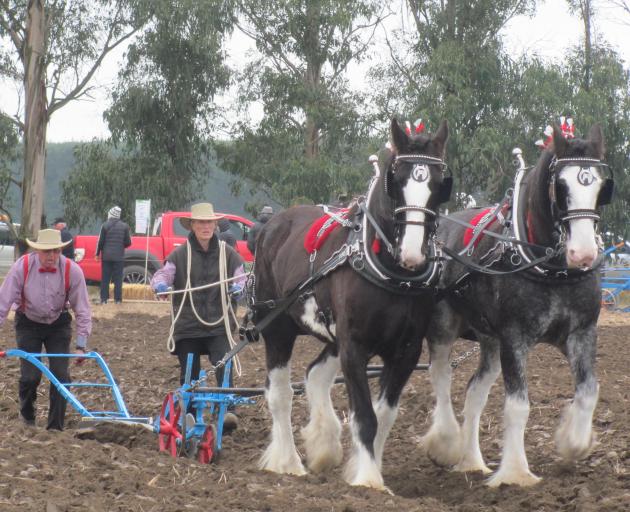 Title winners John and Sharon Chynoweth, of Oxford, show their winning form in the 2019 horse plough championship.