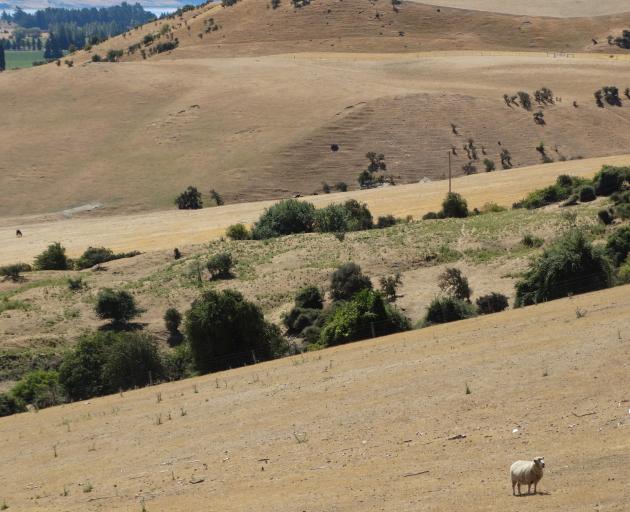 A sheep looks about for grazing on a parched paddock at Hawea Flat.PHOTO: SEAN NUGENT
