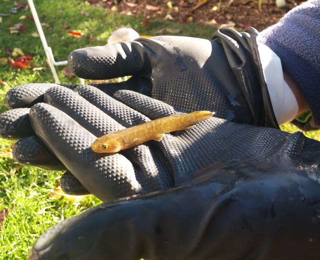 A rare koaro native galaxiid found during a fish survey in Wanaka's Bullock Creek recently. Photo: Laura Catalan