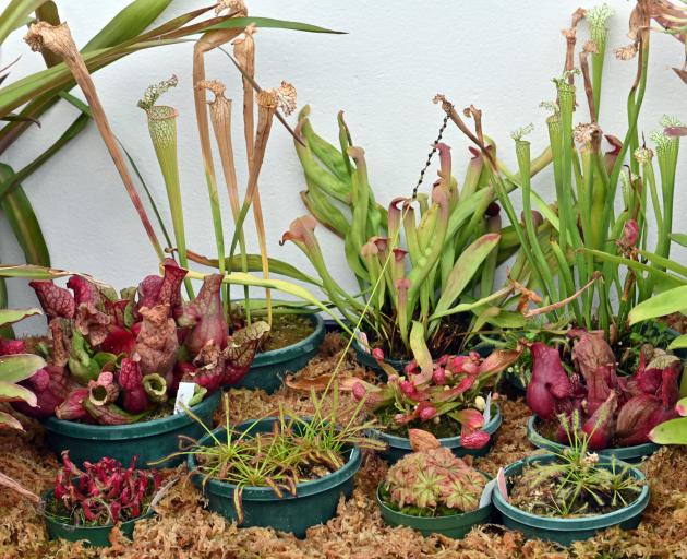 Carnivorous plants in the winter garden, Dunedin Botanic Garden. Photo: Linda Robertson 