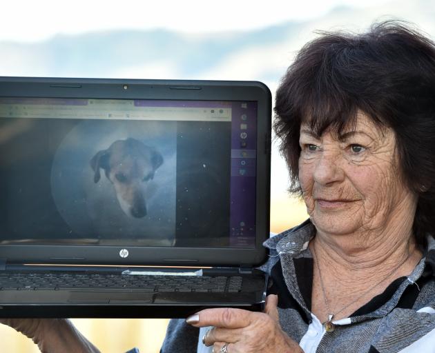 Mourning the loss of her fox terrier Buddy (pictured) is Harwood woman Sharron Baillie. Photos: Peter McIntosh