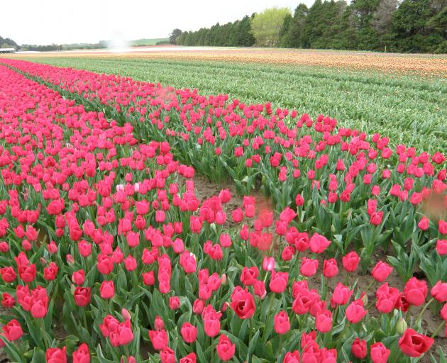 Five Southland companies lease or own a combined 350ha, growing and exporting an estimated 175million tulip bulbs every season. Photo: SRL files