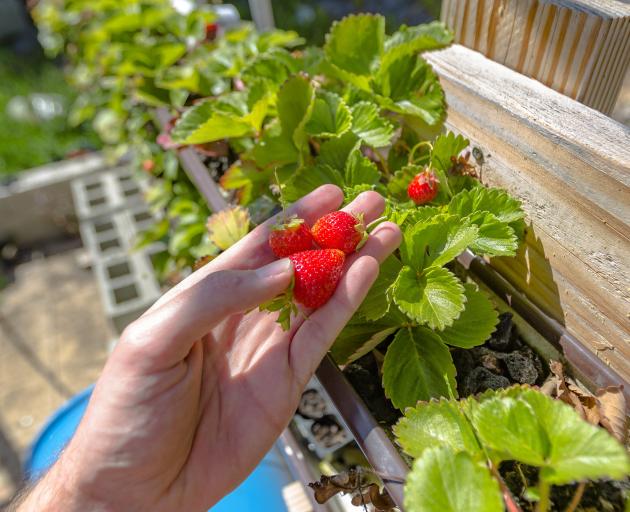 Get early strawberries when you combine hydroponics with under-cover growing. Photo: Getty Images 